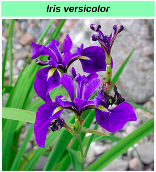 File:Decision tree RapidMiner example-Iris data3.png